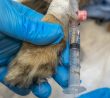 veterinář dává psovi infuzi