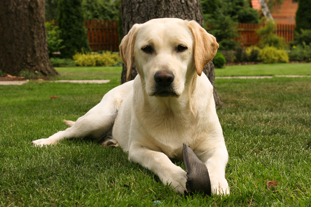 Labrador na trávě