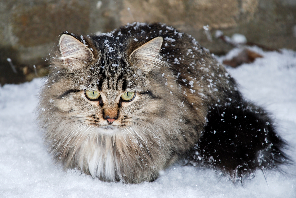 Kočka na sněhu