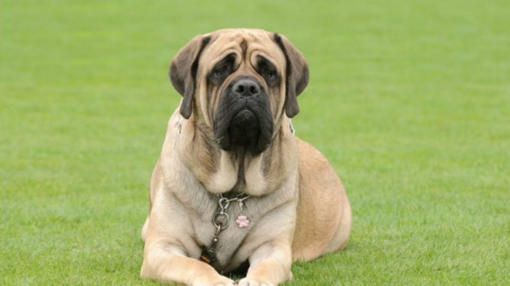Mastiff na zahradě