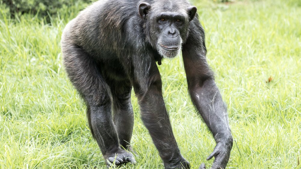 šimpanze ve výběhu