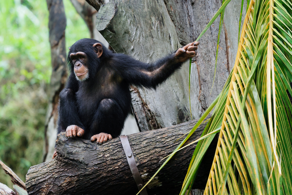 Šimpanz na stromě