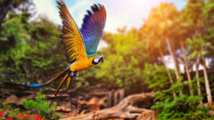 Papoušek v přírodě