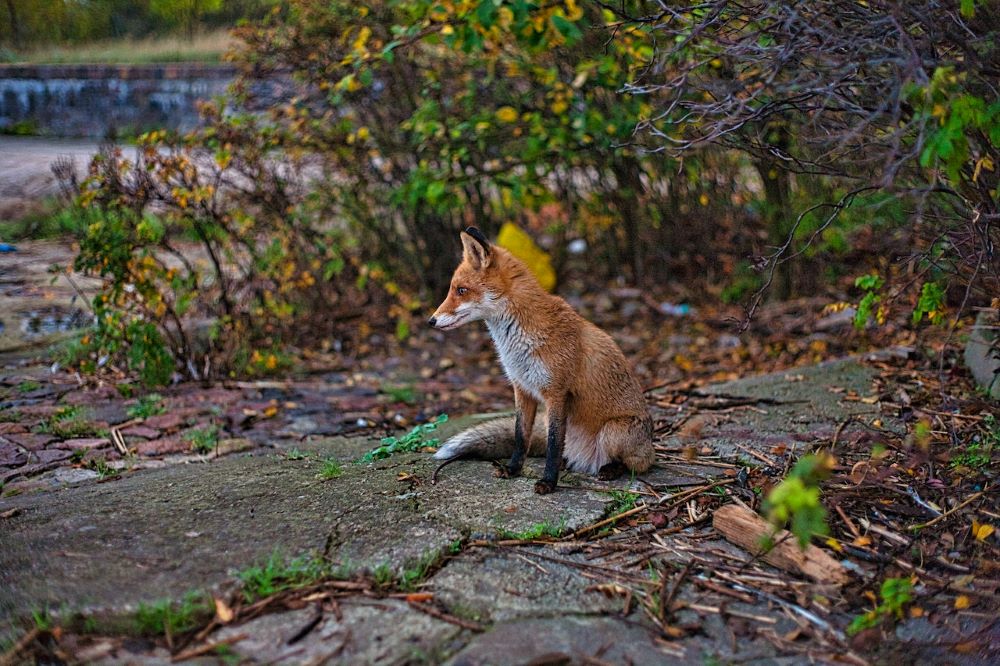 sedící liška v přírodě