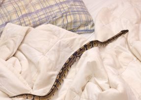 Had v posteli
