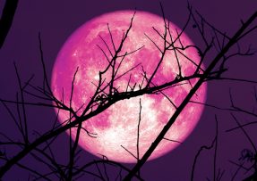 Růžový Měsíc v úplňku