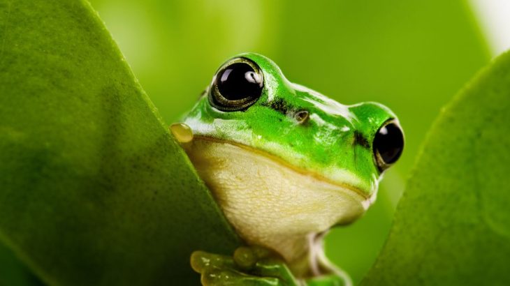Zelená žába