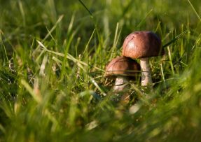 houby v trávě