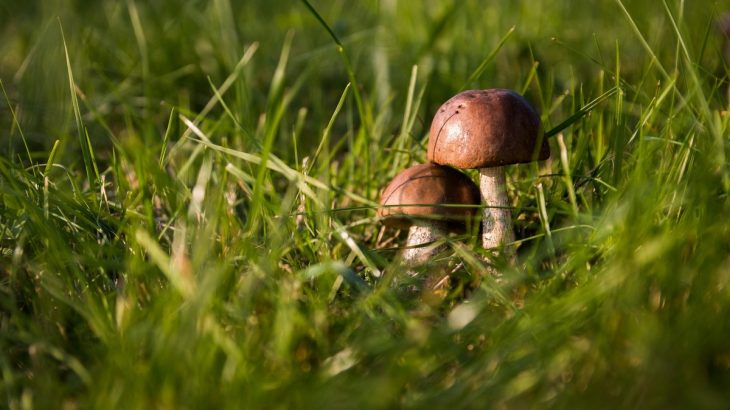 houby v trávě