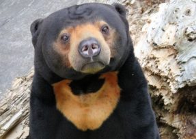 Medvěd malajský