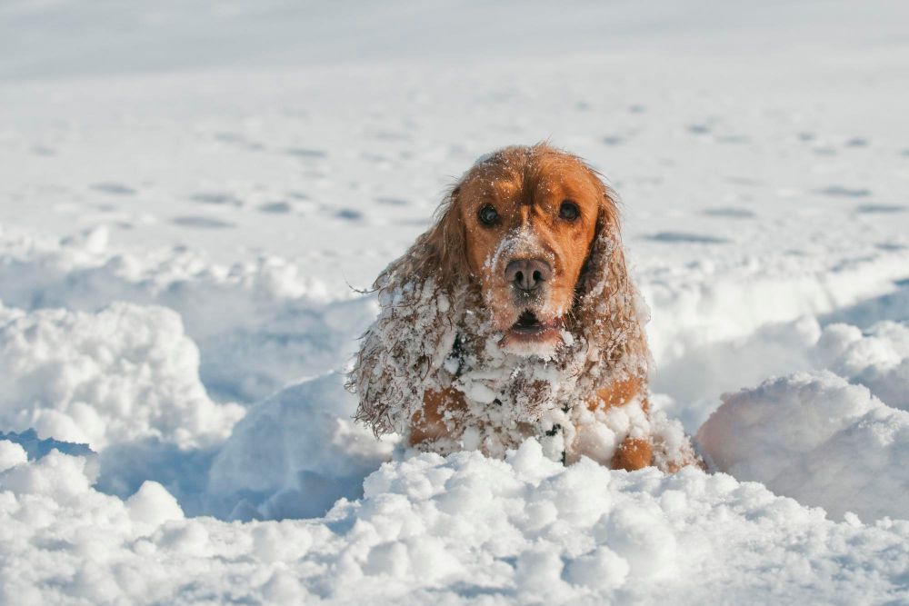pes ve sněhu