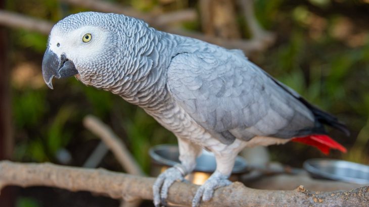šedý papoušek