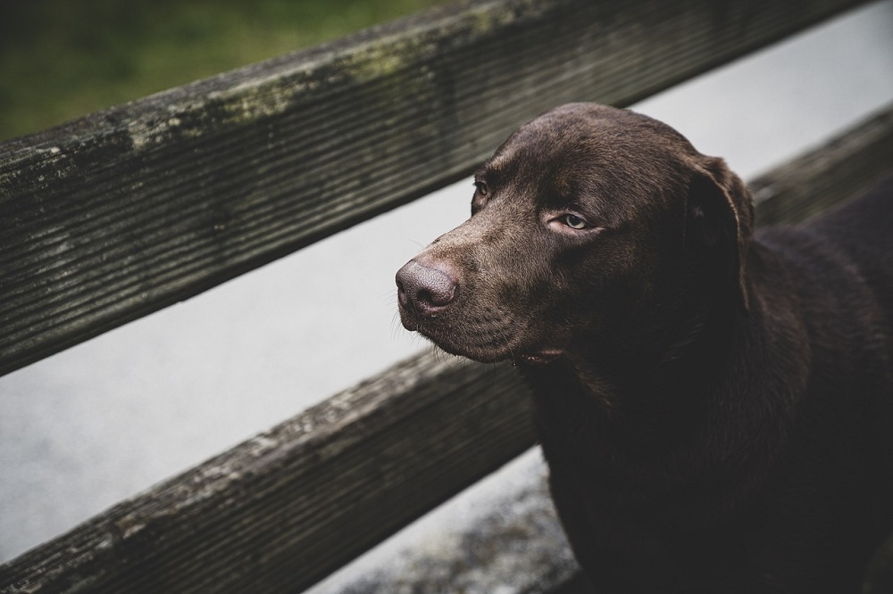 Labrador