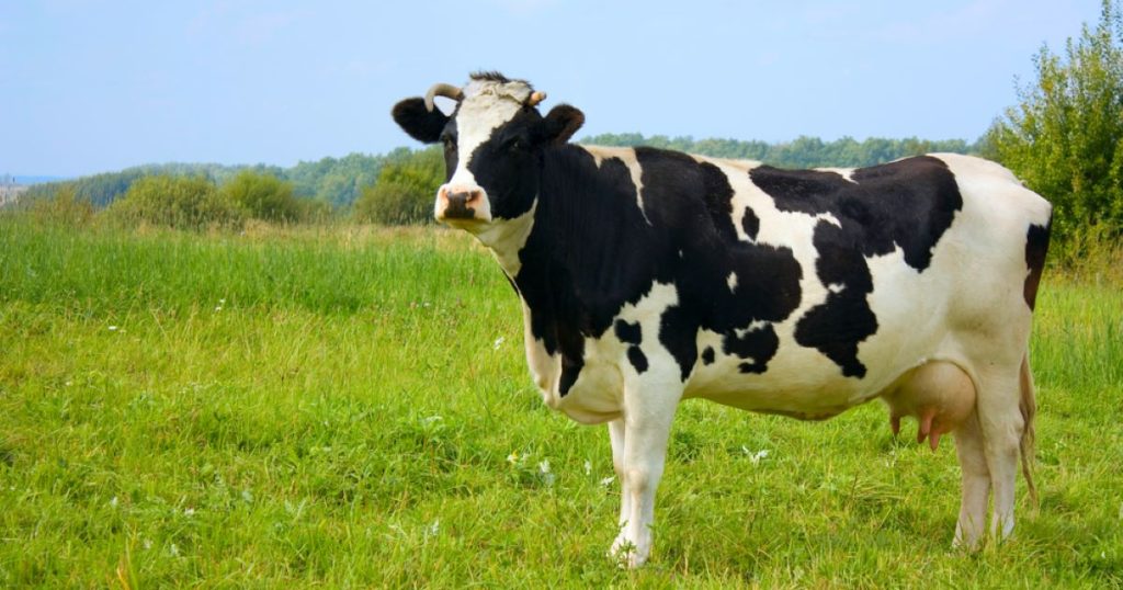 Kráva na pastvě