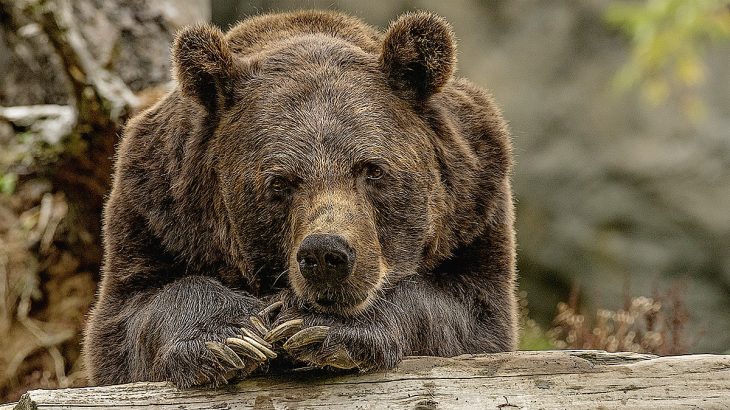 Medvěd je opřený tlapama o kádu