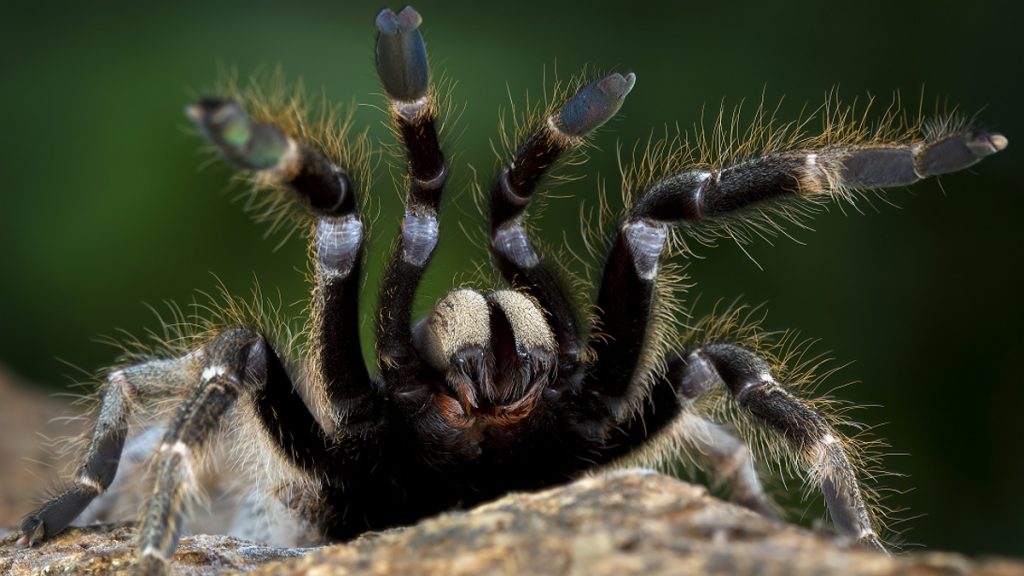 Detailní snímek pavouka