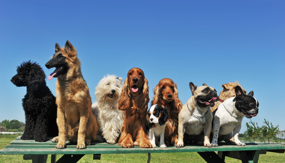 Psi na trampolíně