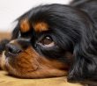 Smutný pohled king charles španela