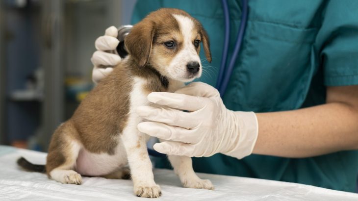 Malý pes na vyšetření u veterináře