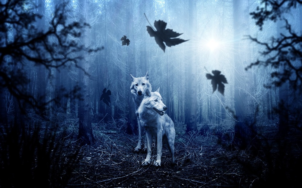 vlk v keltském horoskopu