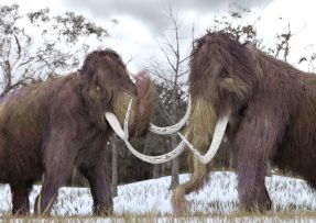 Dva mamuti v zimní krajině