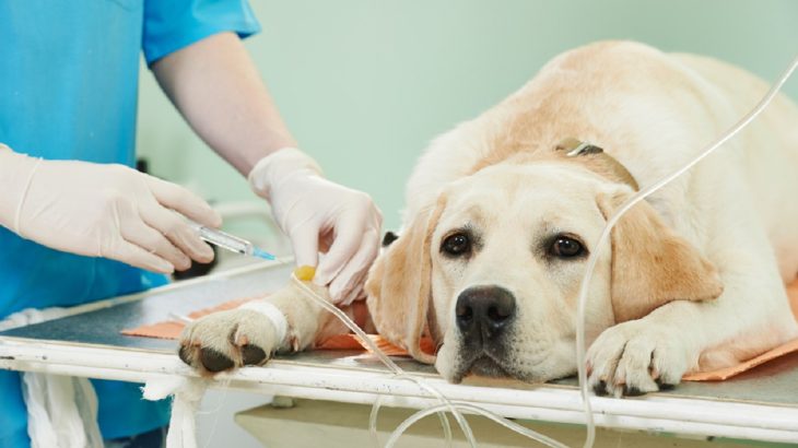 Pes u veterináře