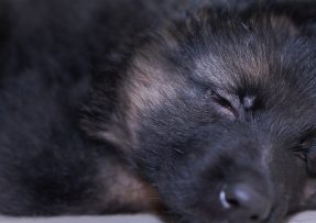Malé černé štěně spí