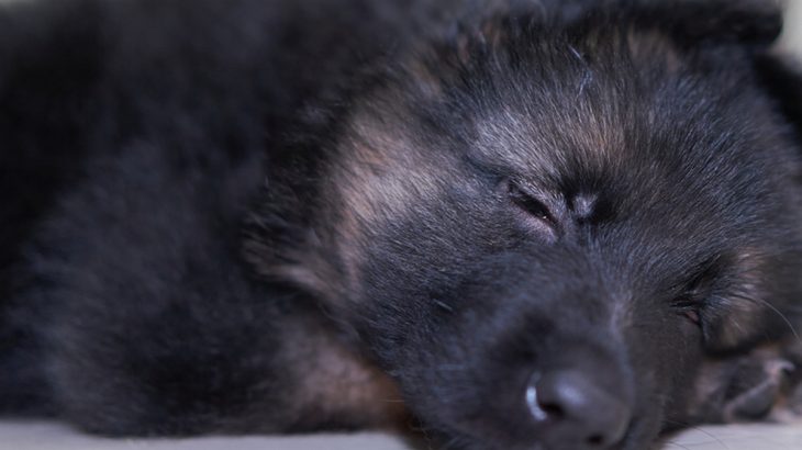 Malé černé štěně spí