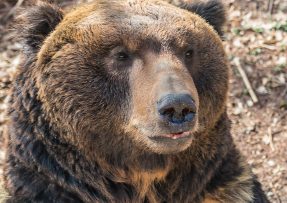 Hlava smutného hnědého medvěda