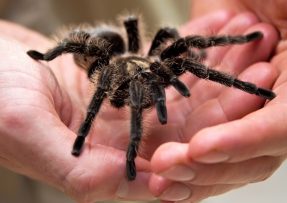 Velký černý pavouk v ruce