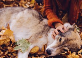 Pes husky leží mezi napadaným listím