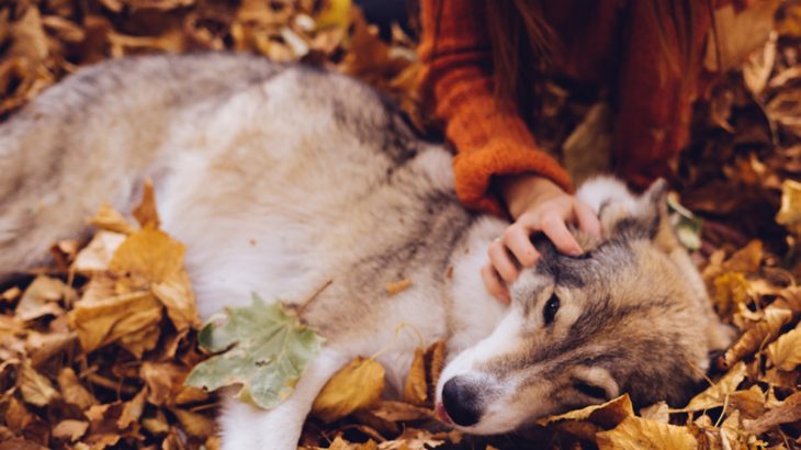 Pes husky leží mezi napadaným listím