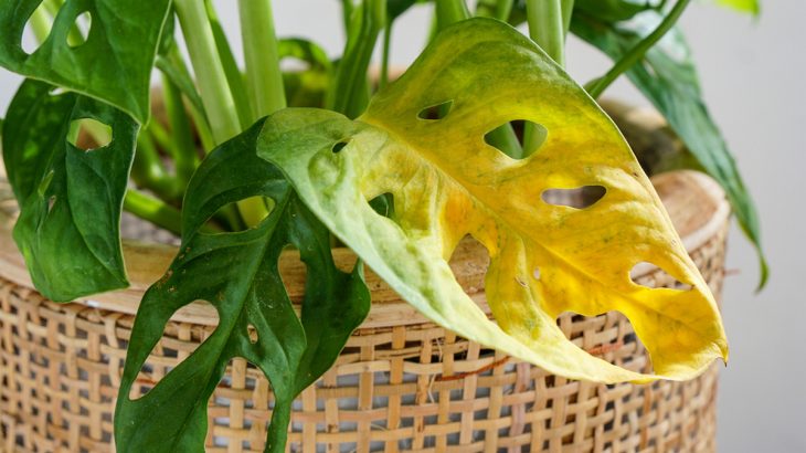 Žlutý list rostliny monstera