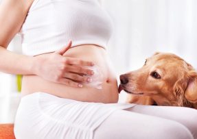 Pes olizuje těhotenské bříško