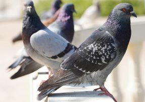 Několik holubů sedí na zábradlí