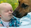 Velký pes očuchává miminko