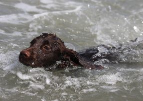 Černý pes kokršpanel plave ve vodě