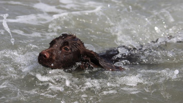 Černý pes kokršpanel plave ve vodě
