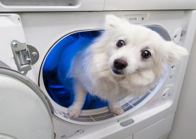 Pes vykukující z pračky