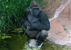 Gorila v zoo sedí na kameni