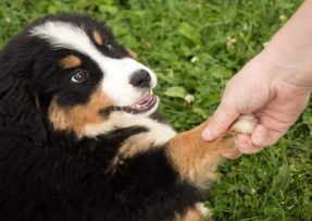 Pes s tlapkou v dlani