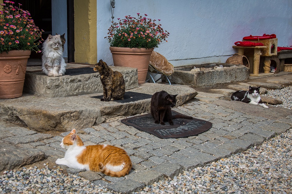 Kočky na schodech