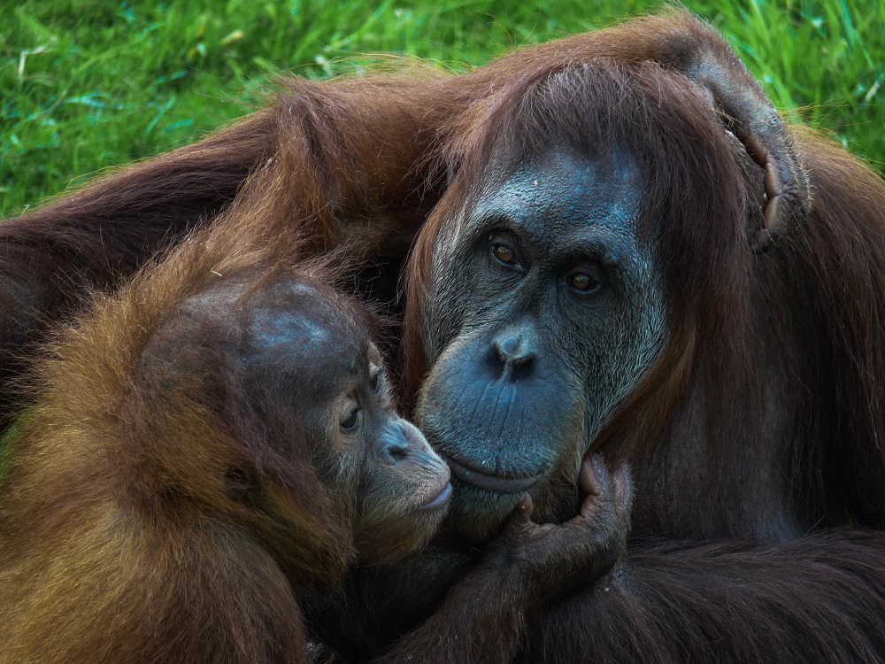 Orangutan s mládětem